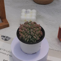 4'' Echeveria Amber Crested, Rare Live Succulent Plants