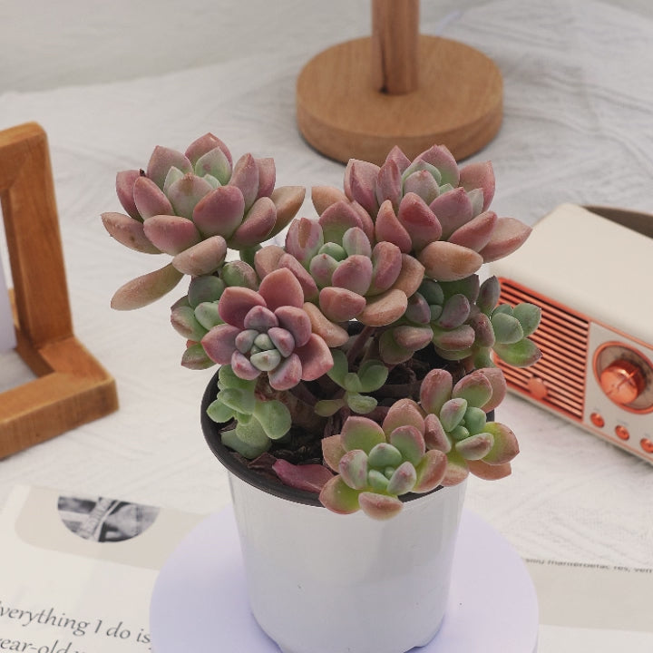 do deer like succulent plants 4'' Echeveri Spotted Deer, Rare Live Succulent Plants
