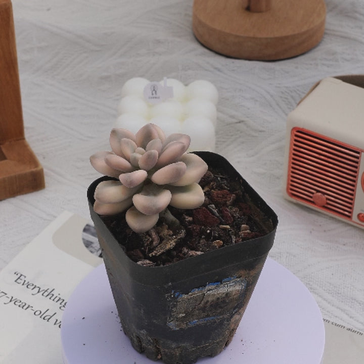 ellen succulent 2.5'' Graptopetalum Ellen Variegated, Rare Live Succulent Plants