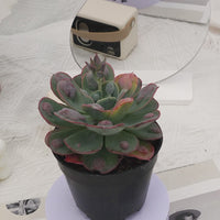 5'' Echeveria Rain Drops, Rare Live Succulent Plants