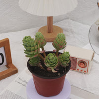 5'' Sedeveria Green Rose, Rare Live Succulent Plants