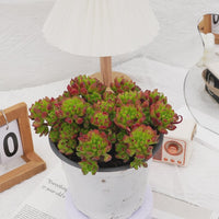 6'' Kalanchoe Gracilis, Rare Live Succulent Plants