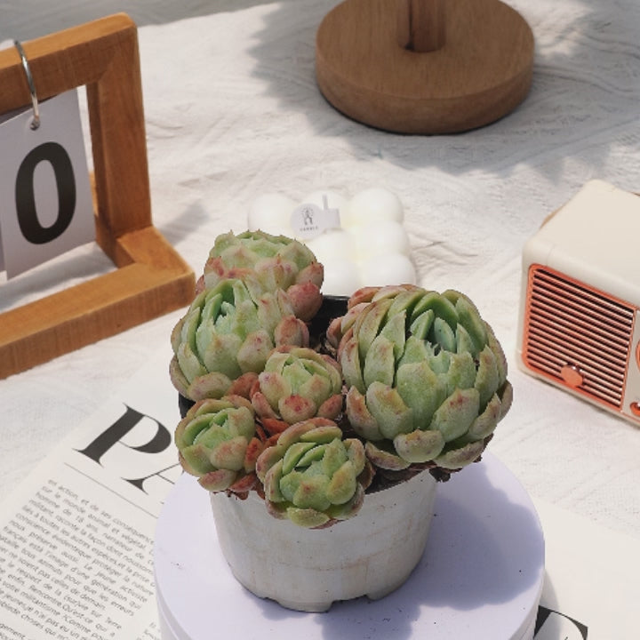 berry succulents 4'' Echeveria Elegans Berry, Rare Live Succulent Plants