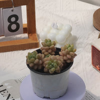 4'' Pachyphytum Bubble Candy, Rare Live Succulent Plants