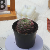 3'' Echeveria Shallot Champagne, Rare Live Succulent Plants