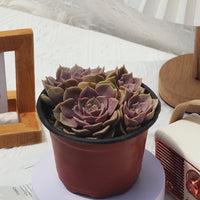 5'' Echeveria Pink Butterfly, Rare Live Succulent Plants