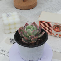 3'' Echeveria Luella Monstrose Variegated, Rare Live Succulent Plants