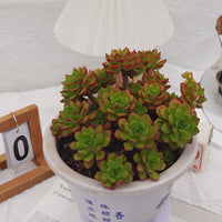 10'' Sedeveria Letizia, Rare Live Succulent Plants