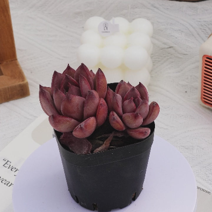 red succulents plants 2'' Echeveria Red Sun, Rare Live Succulent Plants – cocosucculent