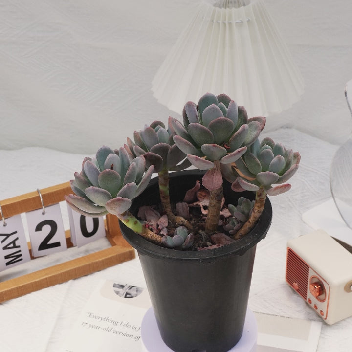 bracteosum succulent 7'' Pachyphytum Bracteosum, Rare Live Succulent Plants