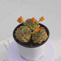 4'' Echeveria Panda Face, Rare Live Succulent Plants