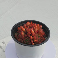 4'' Echeveria Pink Rubby, Rare Live Succulent Plants