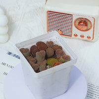 3'' Lithops, Rare Live Succulent Plants