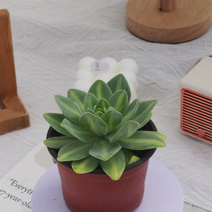 iwarenge succulent 3'' Orostachys Iwarenge Variegata Howow, Rare Live Succulent Plants