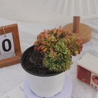 5'' Echeveria Fendi Crested, Rare Live Succulent Plants