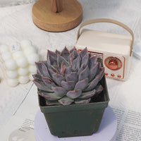 5'' Echeveria Tynie Burger, Rare Live Succulent Plants
