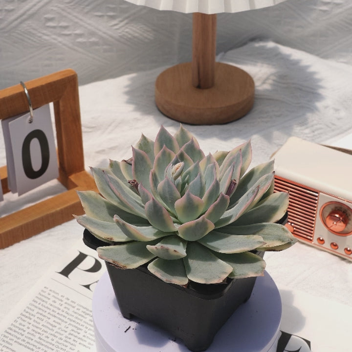 4'' Echeveria Subsessilis Variegated, Rare Live Succulent Plants –  cocosucculent