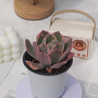 4'' Echeveria Imbricata Variegated, Rare Live Succulent Plants