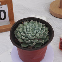 5'' Echeveria Tears of Mexico, Rare Live Succulent Plants
