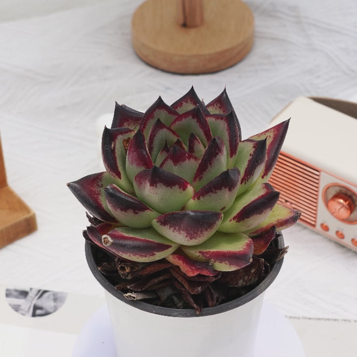 ebony succulent 4'' Echeveri Agavoides Ebony, Rare Live Succulent Plants – cocosucculent
