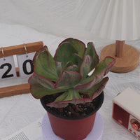 5'' Echeveria Sunset Peony Variegated, Rare Live Succulent Plants
