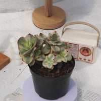 5'' Echeveria Suyon Variegated, Rare Live Succulent Plants