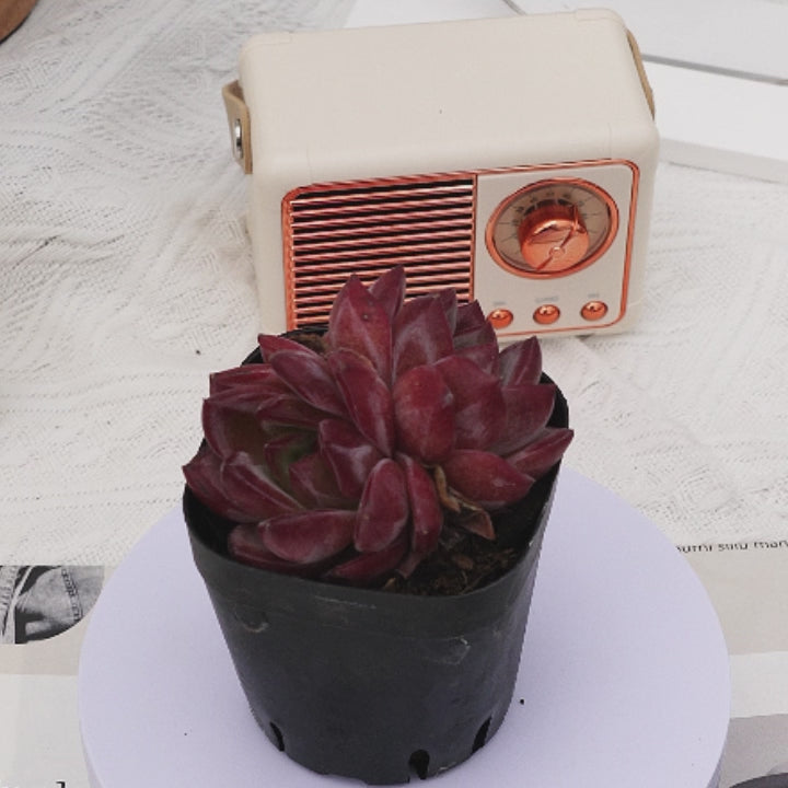 br succulent co 2'' Echeveria LoveBird, Rare Live Succulent Plants – cocosucculent