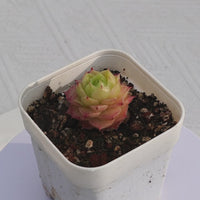 2'' Echeveria Ali, Rare Live Succulent Plants