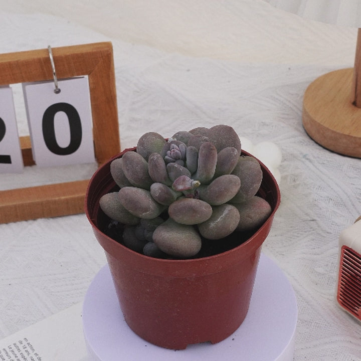 4'' Pachyphy Amazoness, Rare Live Succulent Plants  cocosucculent
