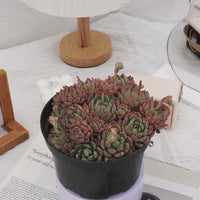 6'' Echeveria Mini Hook, Rare Live Succulent Plants