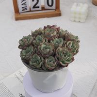 5'' Echeveria Atlantis, Rare Live Succulent Plants