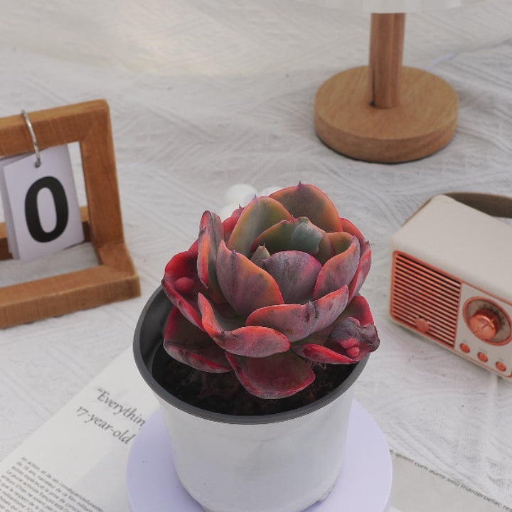 beyonce succulent 4'' Echeveria Beyonce Variegated, Rare Live Succulent Plants – cocosucculent