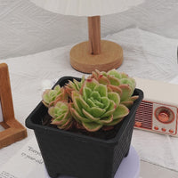 5'' Echeveria Ice Rose Variegated, Rare Live Succulent Plants