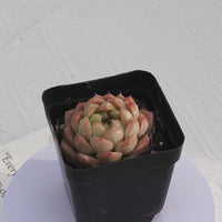 2.5'' Echeveria Rose Queen, Rare Live Succulent Plants