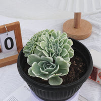 7'' Echeveria Lemon Rose Variegated, Rare Live Succulent Plants
