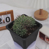 5'' Echeveria Cuspidata Zaragozae Crested, Rare Live Succulent Plants
