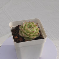 2'' Echeveria Kovadi, Rare Live Succulent Plants