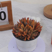 4'' Echeveria Red Umbrella, Rare Live Succulent Plants