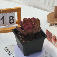 4'' Aeonium Halloween Variegated, Rare Live Succulent Plants