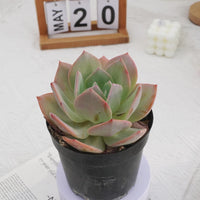 6'' Echeveria Hakuhou, Rare Live Succulent Plants