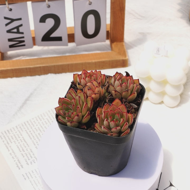 aliexpress succulents 2.5'' Echeveria Cinderella, Rare Live Succulent Plants