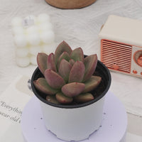 3'' Echeveria Avocado Cream, Rare Live Succulent Plants