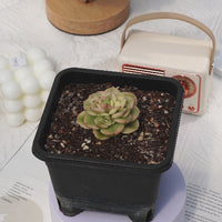 2'' Sedeveria Rolly Variegated, Rare Live Succulent Plants