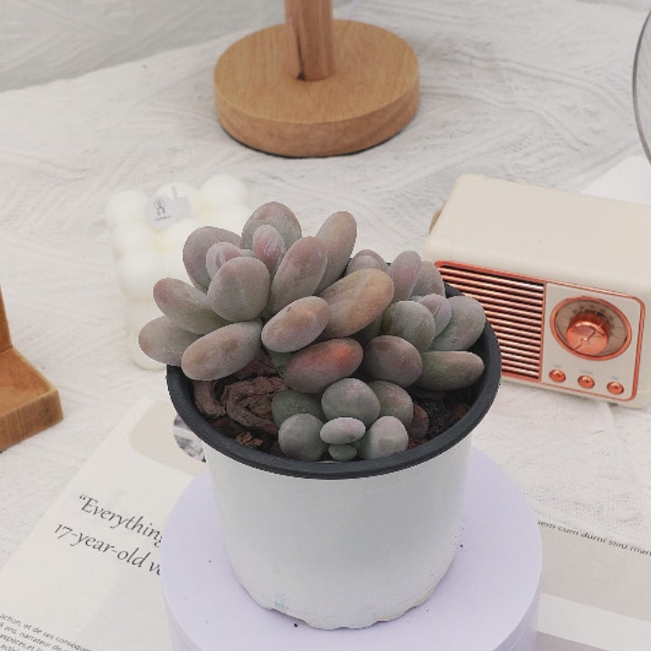 pachyphytum oviferum succulent 4'' Pachyphytum Oviferum Cheese, Rare Live Succulent Plants – cocosucculent