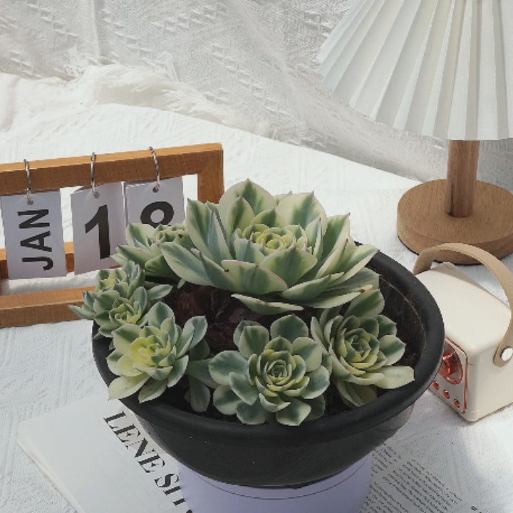 lenore dean succulent 8'' Echeveria Lenore Dean Variegated, Rare Live Succulent Plants