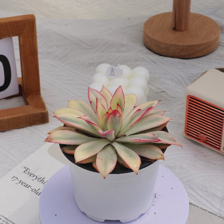 green goddess succulent 4'' Echeveria Moon Goddess Variegated, Rare Live Succulent Plants –  cocosucculent