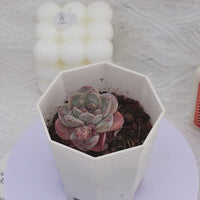 2'' Echeveria Purple Carrot, Rare Live Succulent Plants