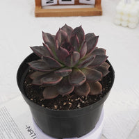 5.5'' Echeveria Dark Chocolate, Rare Live Succulent Plants