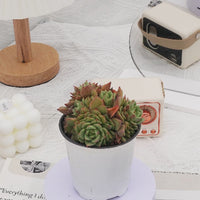 4'' Echeveria Tesla, Rare Live Succulent Plants
