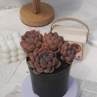 5'' Crassula Deltoidea, Rare Live Succulent Plants